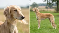 Spitzenreiter der Geschwindigkeit: Die 7 schnellsten Hunderassen