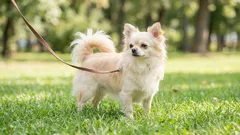 5 Hunderassen für Frauen: Charakter, Pflege und das echte Leben