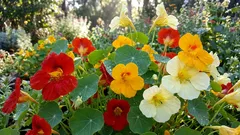 7 hilfreiche Tipps für gesündere Pflanzen auf Ihrem Balkon und in Ihrem Garten