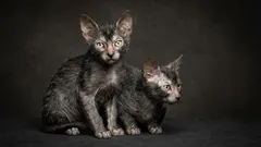 Seltene Katzenrassen: 5 erstaunliche Arten, von denen Sie wahrscheinlich noch nie gehört haben