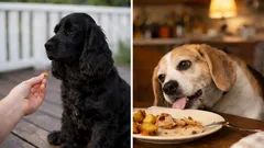 Ihr Hund „respektiert“ Sie nicht – und das ist völlig normal! Hundetrainer erklären, warum