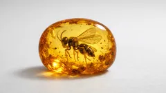 105 Millionen Jahre alte Wespe im Bernstein: Fund aus El Soplao schreibt Insekten-Geschichte