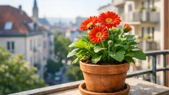 Gerbera im Topf pflegen: so bluht sie monatelang auf Balkon und Fensterbank