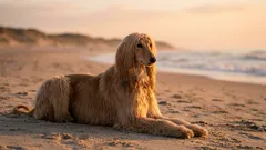 8 pflegeintensive Hunderassen: teuer für Geldbeutel und Nerven